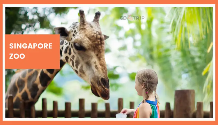 Singapore Zoo